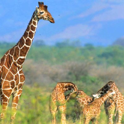 Meru National Park