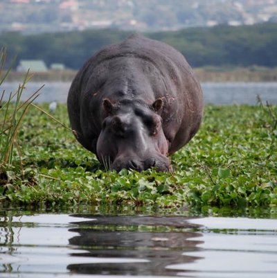 Lake Naivasha National Park