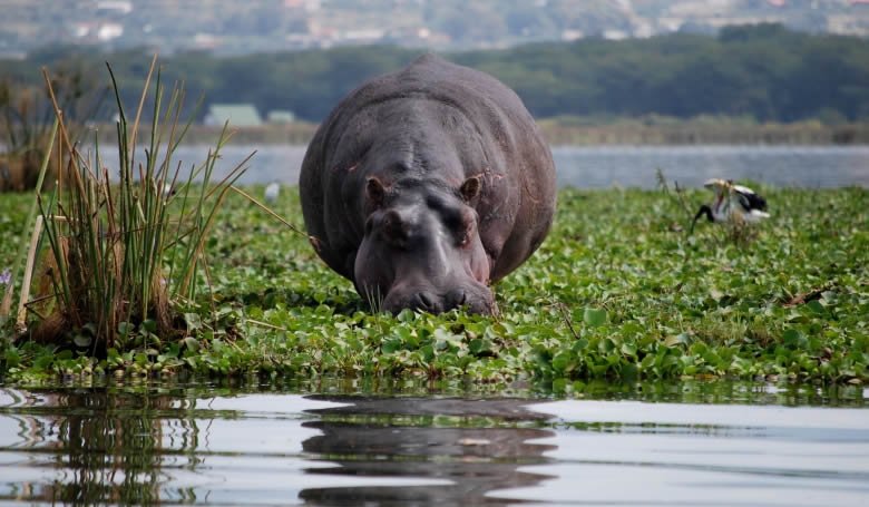 Lake Naivasha National Park