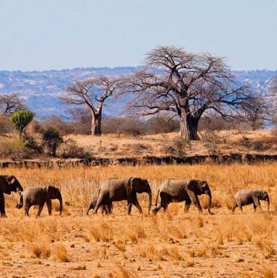 Tarangire Park