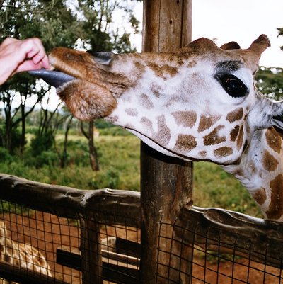 Giraffe Centre