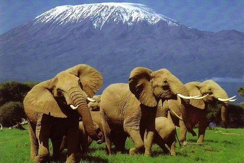 3 TAGE TSAVO OST – AMBOSELI SAFARI