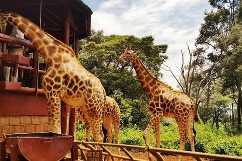 3 STUNDEN GIRAFFE CENTER – NAIROBI TAGESAUSFLUG