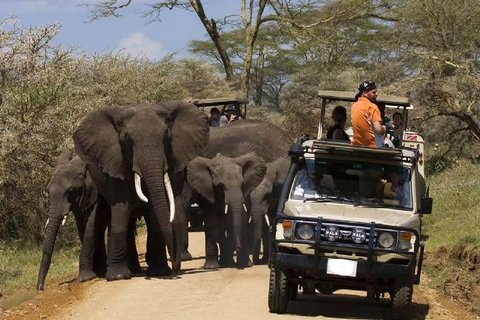 3 TAGE TANSANIA SAFARI – NGORONGORO