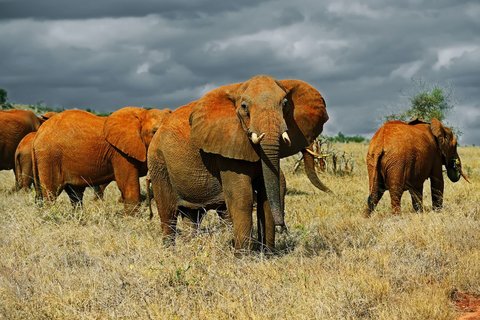 1 TAG SAFARI IM AMBOSELI-NATIONALPARK