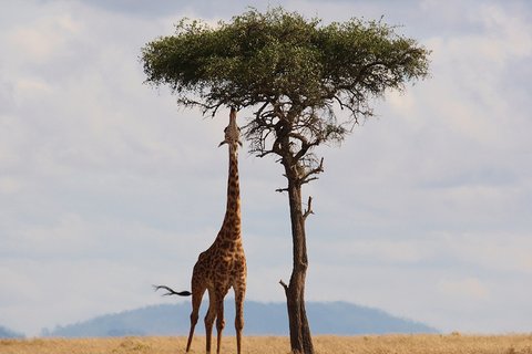 12-TAGE-SPEZIAL SAMBURU, MOUNT KENYA, ABERDARE, NAKURU, MASAI MARA, NAIVASHA, AMBOSELI, TSAVO WEST,