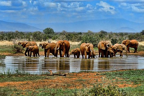 6 TAGE SEE MANYARA, NGORONGORO, SERENGETI SAFARI