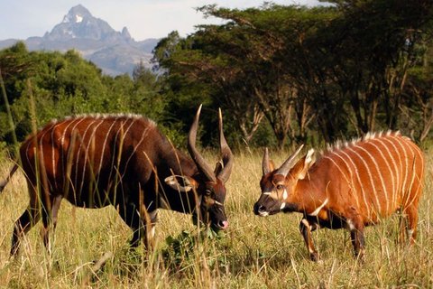 7 TAGE KENIA WILDLIFE FANTASTISCHE BUDGET-SAFARI