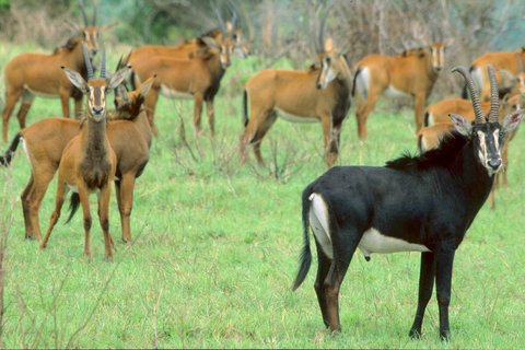 1 TAG SHIMBA HILLS SAFARI