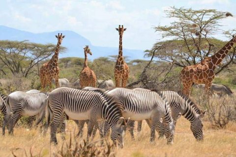 4 TAGE NAIROBI, MOUNT KENYA UND SAMBURU GAME RESERVE SAFARI