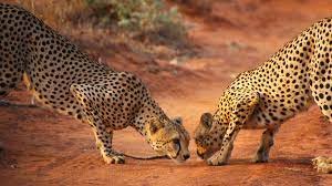 2 TAGE TSAVO OST- UND WEST-SAFARI