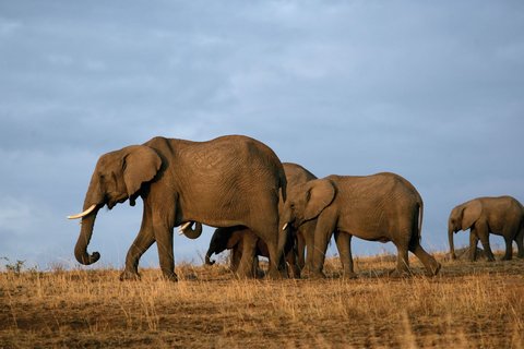 1 TAG MOMBASA – TSAVO OSTSAFARI