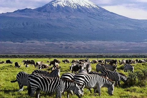 7 TAGE TSAVO OST – AMBOSELI – NAKURU-SEE – MASAI MARA SAFARI