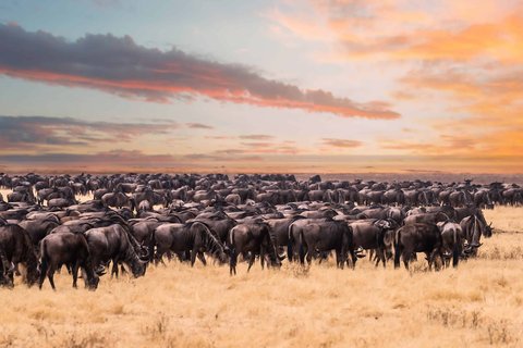 8-TÄGIGE SPEKTAKULÄRE MIGRATION IM SERENGETI-NATIONALPARK (MITTELFRIST)