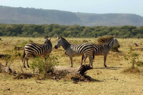 5 TAGE SEE MANYARA, NGORONGORO, SERENGETI SAFARI