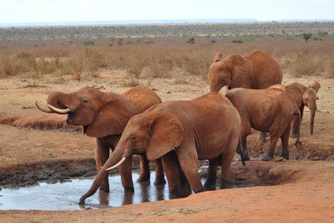 2 dni tsavo wschod/zachod