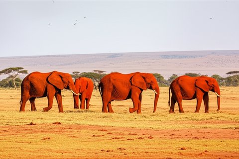 4 days Masai Mara,lake Nakuru jeep from Mombasa/Nairobi
